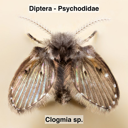 Diptera - Psychodidae - Clogmia sp.