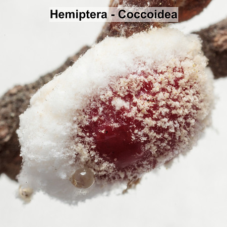 Hemiptera - Coccoidea -- Unidentified sp2