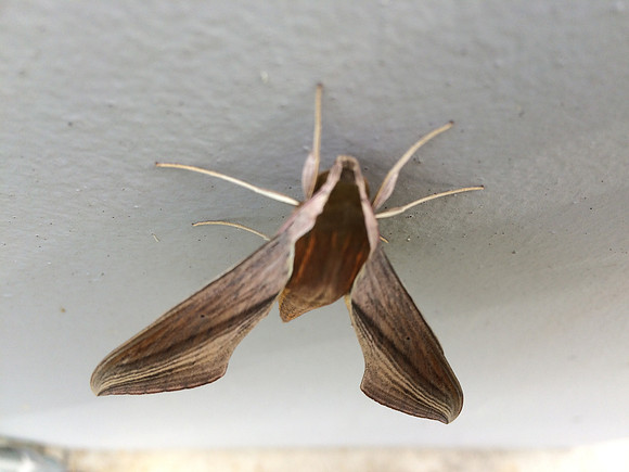 Sphingidae - Xylophanes tersa