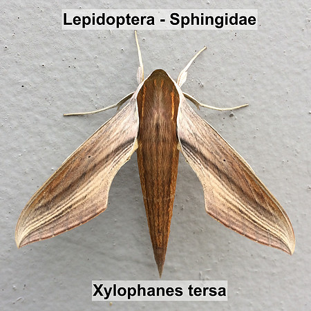 Sphingidae - Xylophanes tersa