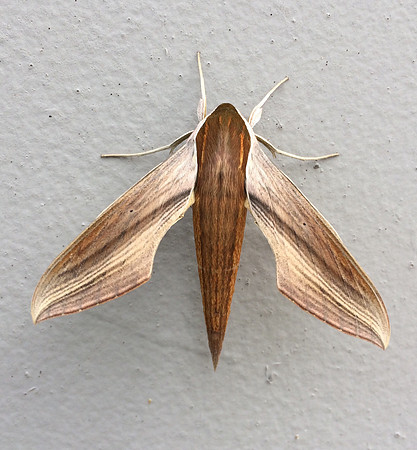 Sphingidae - Xylophanes tersa