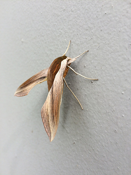 Sphingidae - Xylophanes tersa