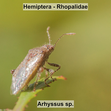 Hemiptera - Rhopalidae - Arhyssus sp.