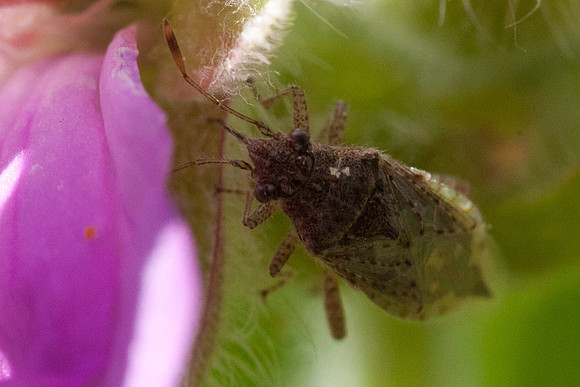Hemiptera - Rhopalidae - Arhyssus sp.