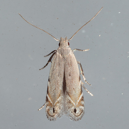 Gelechiidae - Battaristis