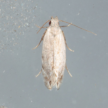 Gelechiidae - Battaristis
