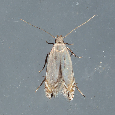 Gelechiidae - Battaristis