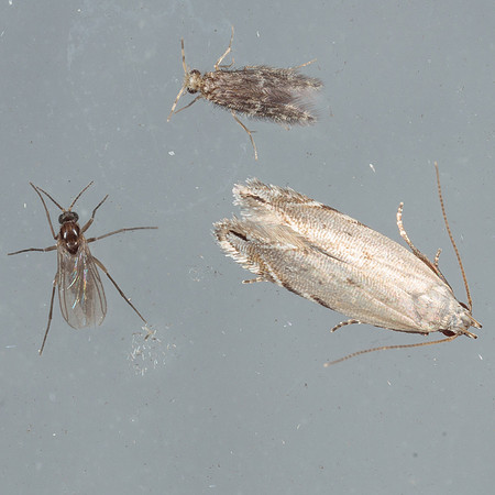 Gelechiidae - Battaristis