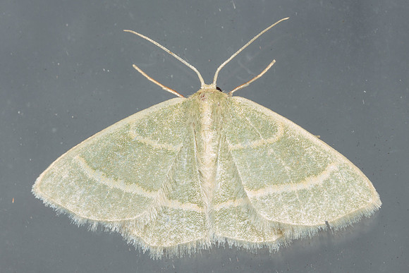 Geometridae - Chlorochlamys chloroleucaria