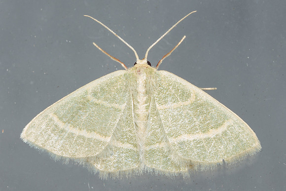 Geometridae - Chlorochlamys chloroleucaria