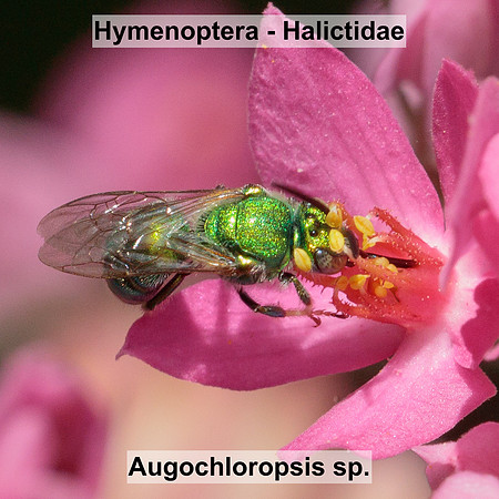 Hymenoptera - Halictidae - Augochloropsis sp.
