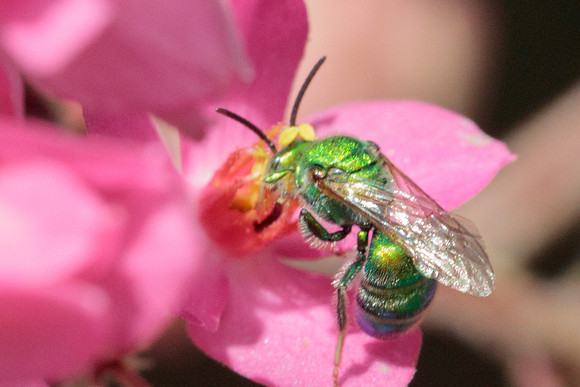 Hymenoptera - Halictidae - Augochloropsis sp.