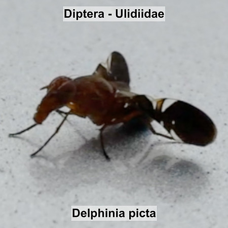 Diptera - Ulidiidae - Delphinia picta