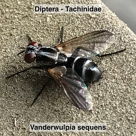 Diptera - Tachinidae - Vanderwulpia sequens