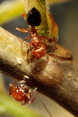 Hemiptera - Coccoidea - unidentified