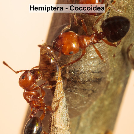 Hemiptera - Coccoidea -- Unidentified sp3