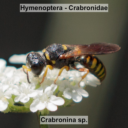 Hymenoptera - Crabronidae - Crabronina sp.