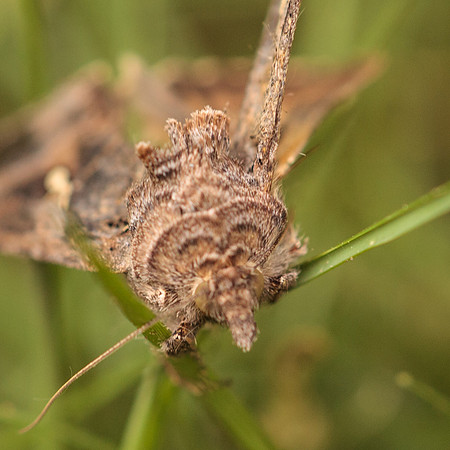 Noctuidae - Rachiplusia ou
