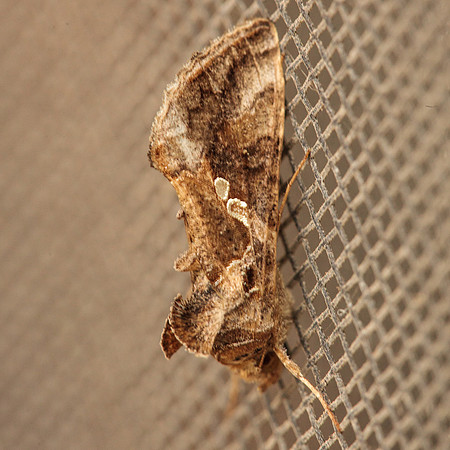 Noctuidae - Rachiplusia ou