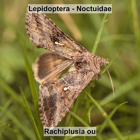 Noctuidae - Rachiplusia ou