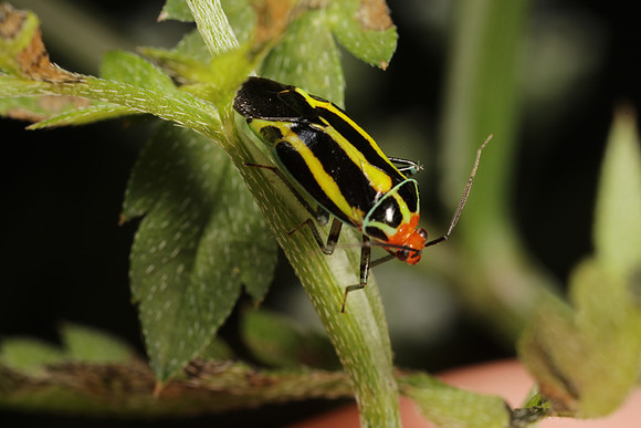 Hemiptera - Miridae - Poecilocapsus lineatus