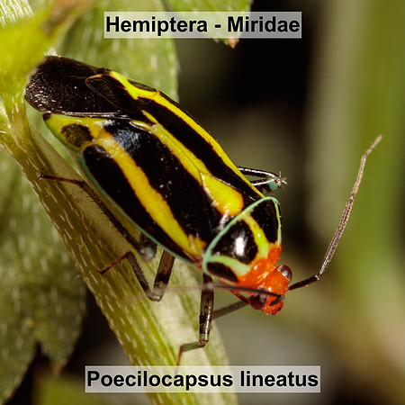 Hemiptera - Miridae - Poecilocapsus lineatus