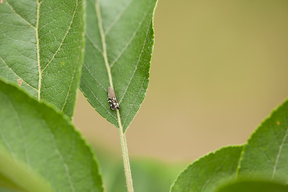 Gelechiidae - Anacampsis levipedella