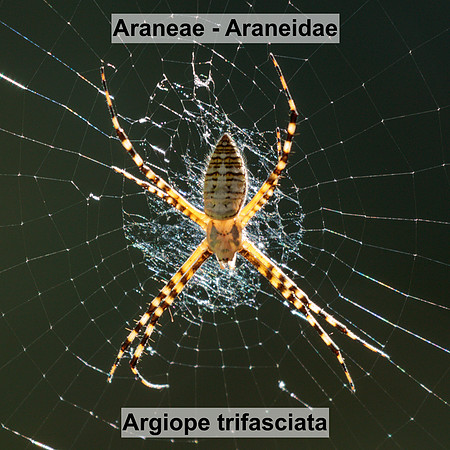 Araneae - Araneidae - Argiope trifasciata