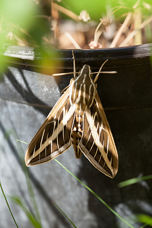 Sphingidae - Hyles lineata