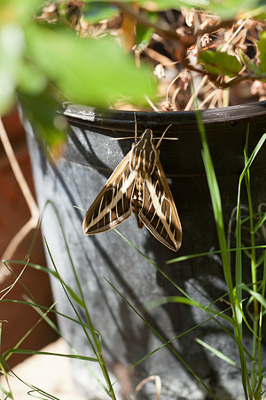 Sphingidae - Hyles lineata