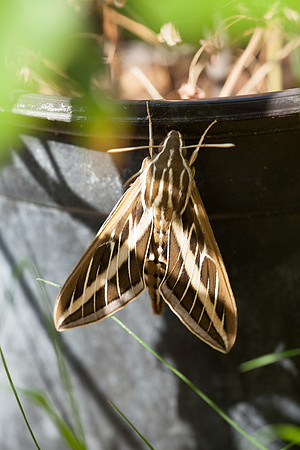 Sphingidae - Hyles lineata