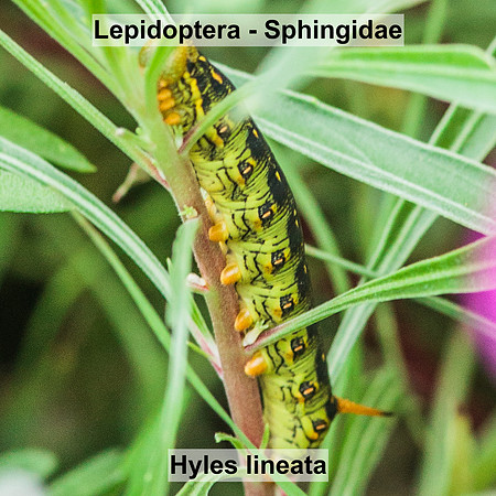 Sphingidae - Hyles lineata