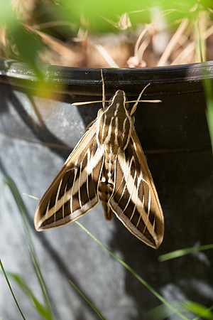 Sphingidae - Hyles lineata