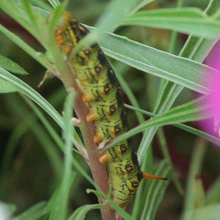 Sphingidae - Hyles lineata