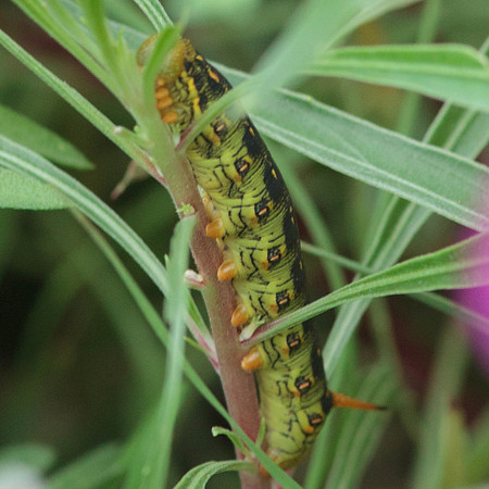 Sphingidae - Hyles lineata