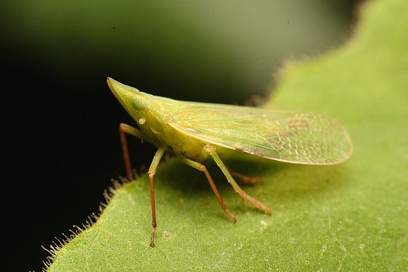 Hemiptera - Dictyopharidae - Rhynchomitra microrhina
