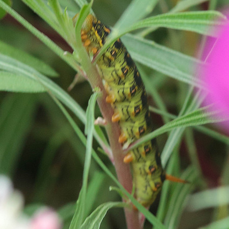 Sphingidae - Hyles lineata