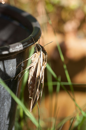 Sphingidae - Hyles lineata