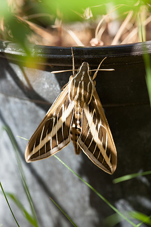 Sphingidae - Hyles lineata