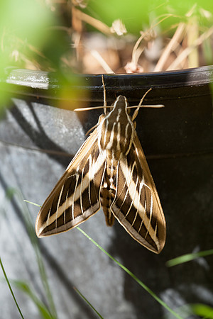 Sphingidae - Hyles lineata