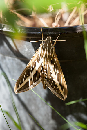Sphingidae - Hyles lineata