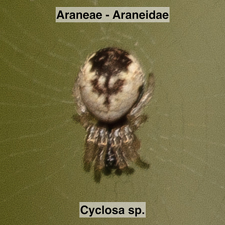 Araneae - Araneidae - Cyclosa sp.