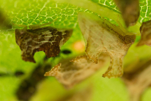 Hemiptera - Membracidae - Entylia emarginata