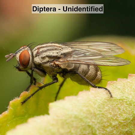 Diptera -- Unidentified