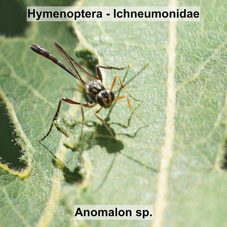 Hymenoptera - Ichneumonidae - Anomalon sp.