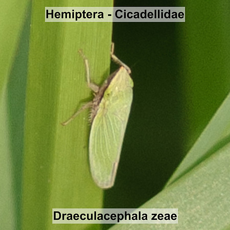 Hemiptera - Cicadellidae - Draeculacephala zeae