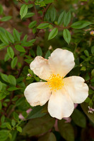 Mutabilis