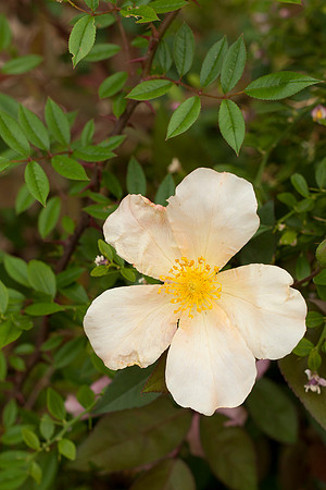 Mutabilis