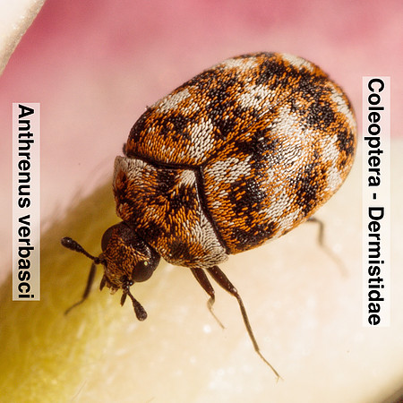 Coleoptera - Dermestidae - Anthrenus verbasci