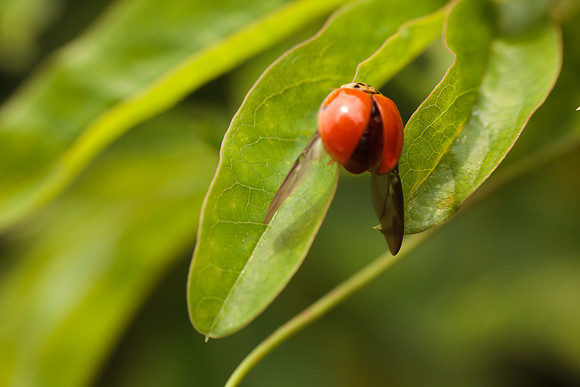 Coleoptera - Coccinellidae - Harmonia axyridis